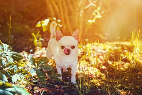 Lustiger Chihuahua lizenzfreie Stockfotos