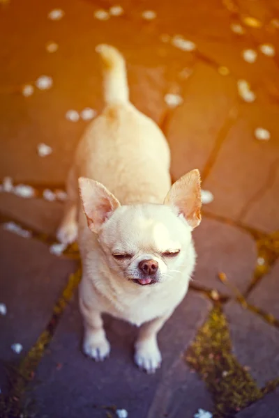 Lustiger kleiner Hund — Stockfoto