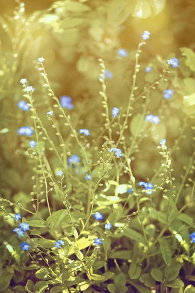 Tiny blauwe bloemen — Stockfoto