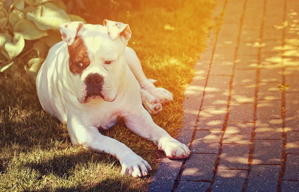 Güzel Amerikan bulldog — Stok fotoğraf