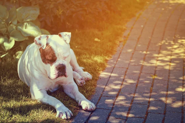 Güneşli bir Amerikan bulldog — Stok fotoğraf