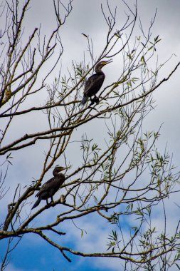 Bir çift Komorant (Phalacrocoracidae), İngiltere 'nin Hertfordshire kentinde denizden çok uzakta yaşayan bir deniz kuşu..