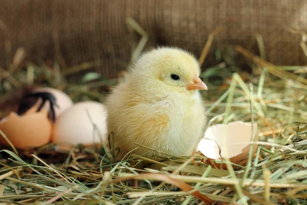 Cute yellow chicken and egg shell on background