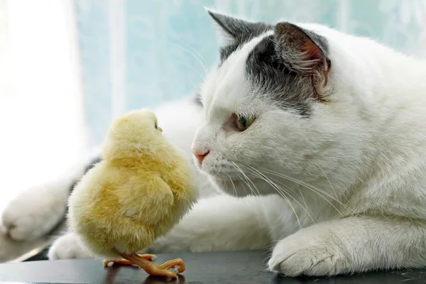 Kedi dikkatli tavuk koklama görüntü — Stok fotoğraf