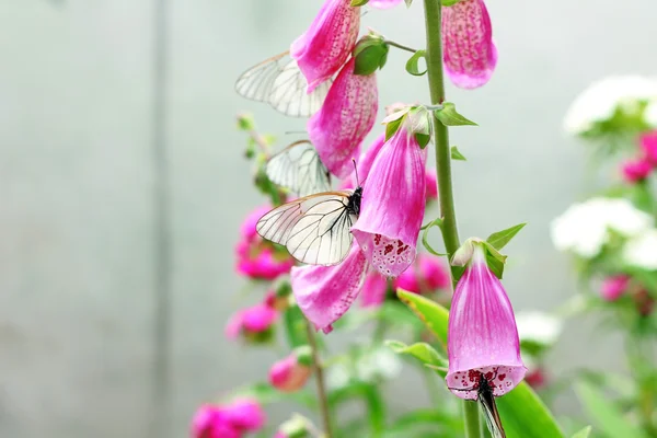 Schmetterlingsbild auf rosa Digitalis im Garten — Stockfoto