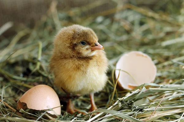 Pollo eclosionada de huevo y mirando a la cámara — Foto de Stock