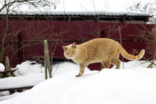 Imagem de gato vermelho na época de acasalamento — Fotografia de Stock