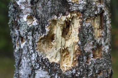 Derin delik ağacında ağaçkakan tarafından yapılan
