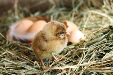 Kümes hayvanları. Görüntü saman üzerinde küçük tavuk