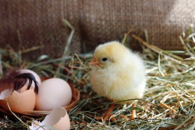 Kümes hayvanları. Saman sarı sevimli tavuk