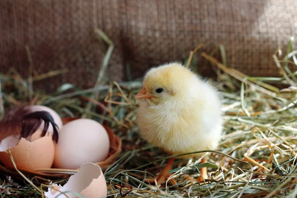 Pluimvee. Schattige gele kip op hooi — Stockfoto