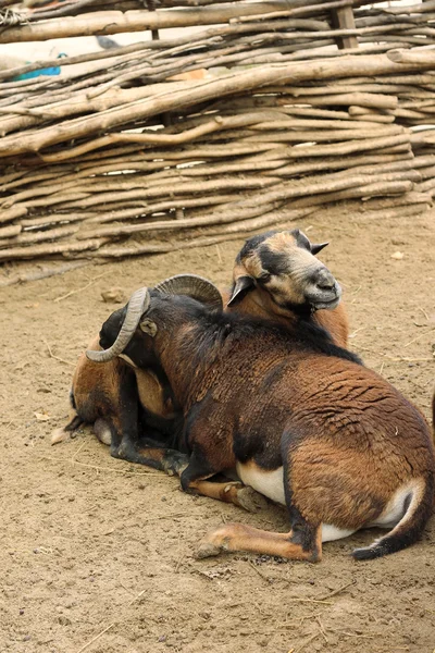 På zoo. Fåren lutande mot varandra — Stockfoto