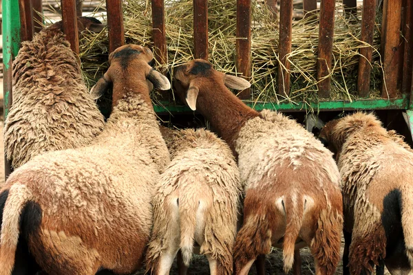 En el zoológico. Vista posterior de los corderos comiendo heno — Foto de Stock