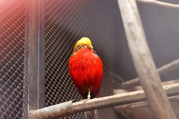 V zoo. Obrázek Zlatý Bažant sedí na bidýlku — Stock fotografie