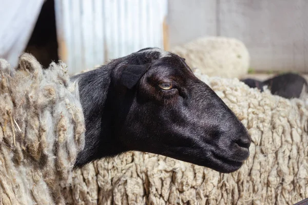 動物園で 黒頭の羊の肖像 クローズアップ — ストック写真