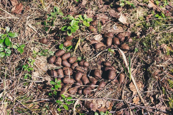 Ormandaki geyik dışkısının yatay fotoğrafı, yakın plan.