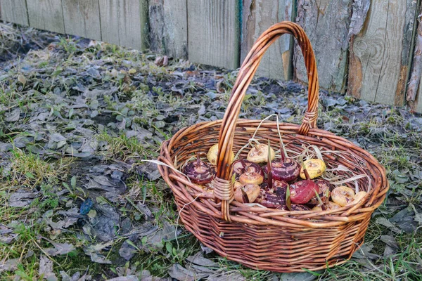 Jardinagem Cesta Cheia Lâmpadas Gladioli Fica Grama — Fotografia de Stock