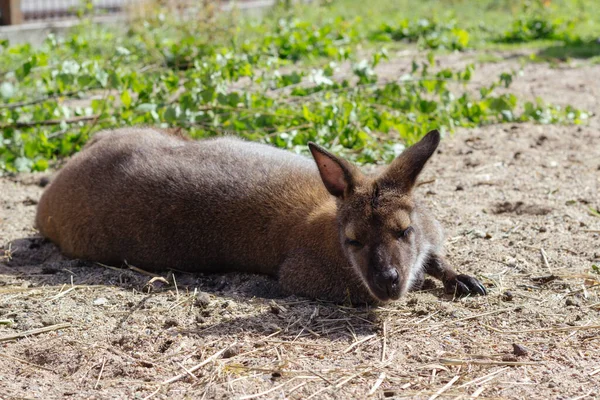 Dieren Afbeelding Van Rustende Wallaby Dierentuin Rechtenvrije Stockafbeeldingen