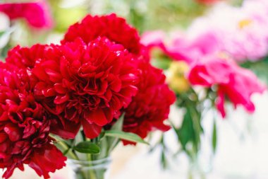 Sergide. Vazoda bir buket taze şakayık, yakın plan.