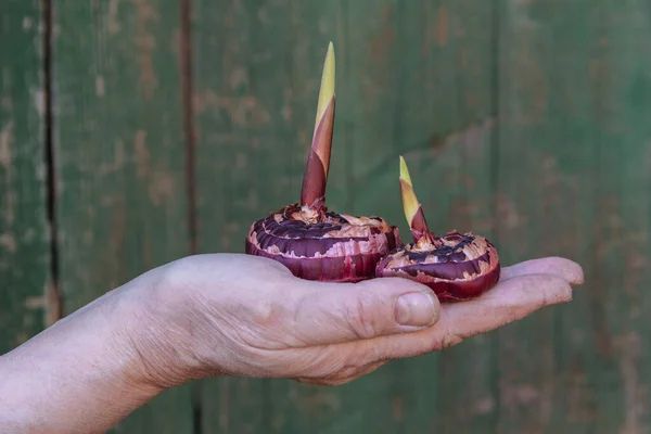 Duas Lâmpadas Gladioli Vermelhas Mão Mulher Close — Fotografia de Stock