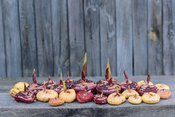 Collectie Gladiolen Bollen Grijze Houten Ondergrond — Stockfoto