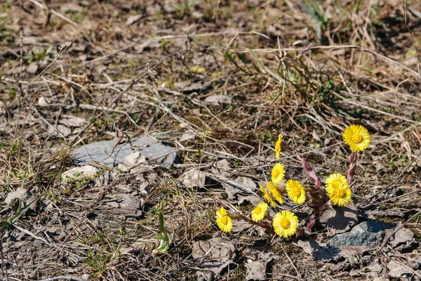 Springtime Image Coltsfoot Blooms Forest — Stock Photo, Image