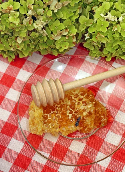 Honeycomb in saucer with wooden drizzler — Stock Photo, Image