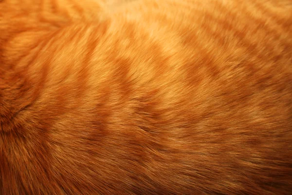 Obrázek pozadí srsti červená kočka — Stock fotografie