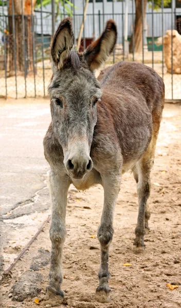 動物園で愛らしい悲しいロバのイメージ — ストック写真