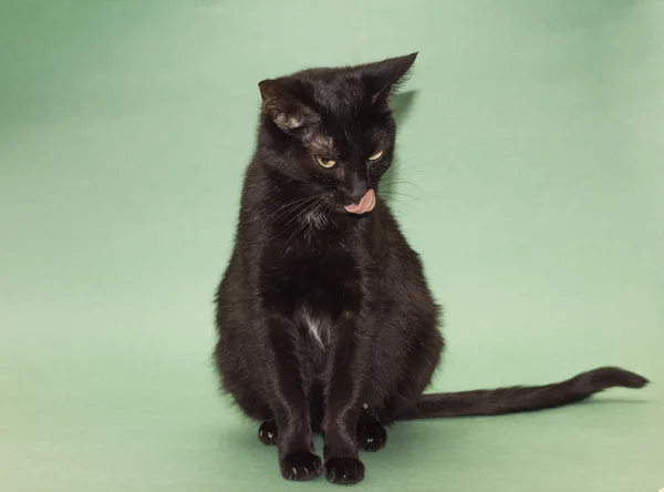 Schöne schwarze Katze geleckt, auf grünem Hintergrund — Stockfoto