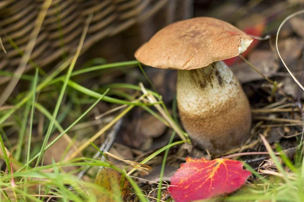 Mushrooming. White fungus on basket background — Φωτογραφία Αρχείου