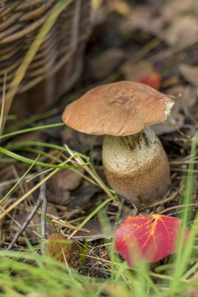 Forest mushroom on background of wicker basket — Φωτογραφία Αρχείου