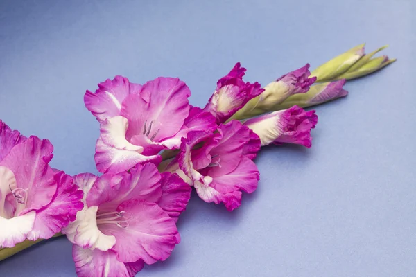 Schöne rosa Gladiolen auf blauem Hintergrund — Stockfoto