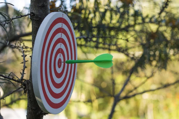 Ağaç üzerinde dart tahtası. Yeşil ok bullseye isabet