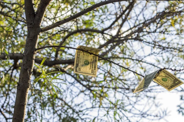 Photo concept. Image of tree with dollars — Stock Photo, Image