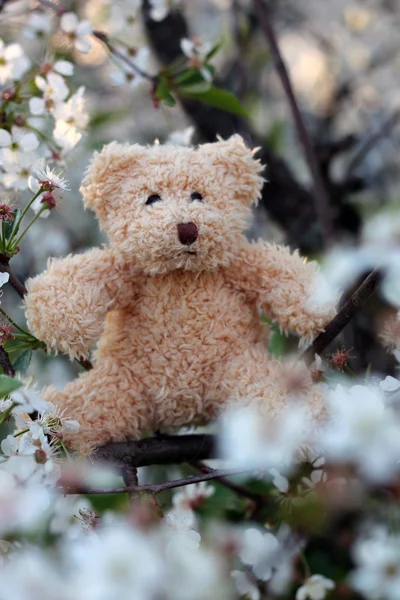 Lindo oso de peluche en flores de cerezo, primer plano —  Fotos de Stock