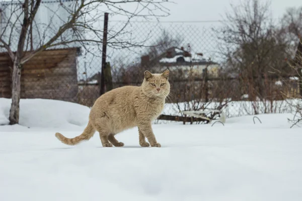 Mart kedisi başkasının bahçe gizlice — Stok fotoğraf