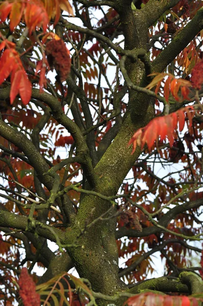 Sumac tree — Stock Photo, Image