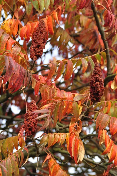 Sumac tree — Stock Photo, Image