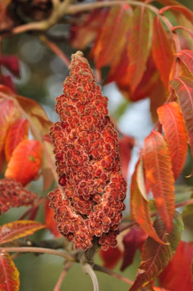 Sumac tree Stock Photo