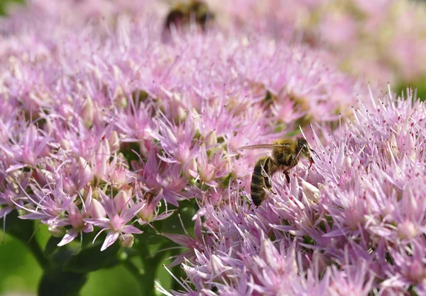 Alimentación de abejas en Hylotelephium spectabile — Foto de Stock