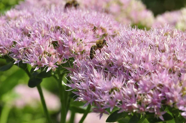 Alimentación de abejas en Hylotelephium spectabile — Foto de Stock