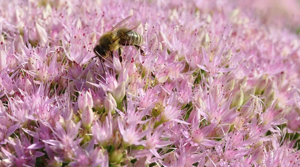 Bee foraging on Hylotelephium spectabile — Stock Photo, Image