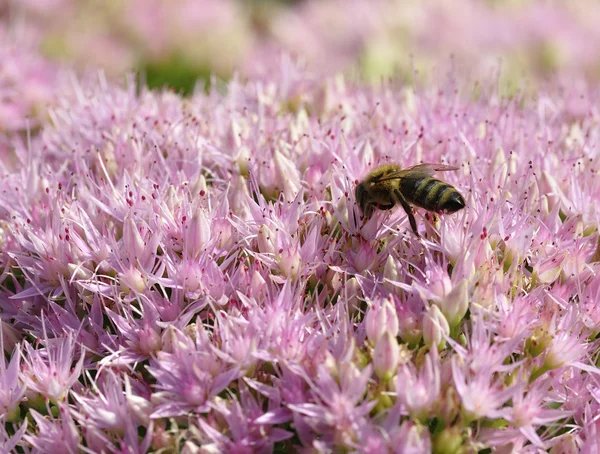 Bee foraging on Hylotelephium spectabile — Stock Photo, Image