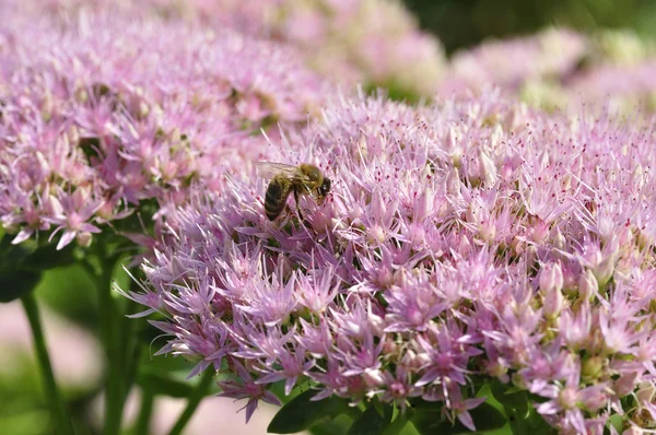 Bee foraging on Hylotelephium spectabile — Stock Photo, Image