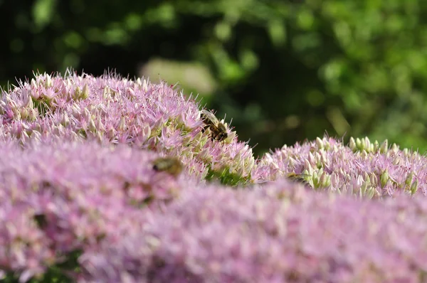 Včela, živícího se Hylotelephium spectabile — Stock fotografie