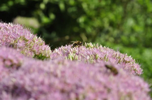 Bee födosöka på Hylotelephium spectabile — Stockfoto