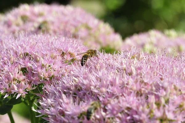 Alimentación de abejas en Hylotelephium spectabile —  Fotos de Stock