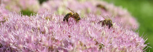 Alimentación de abejas en Hylotelephium spectabile — Foto de Stock