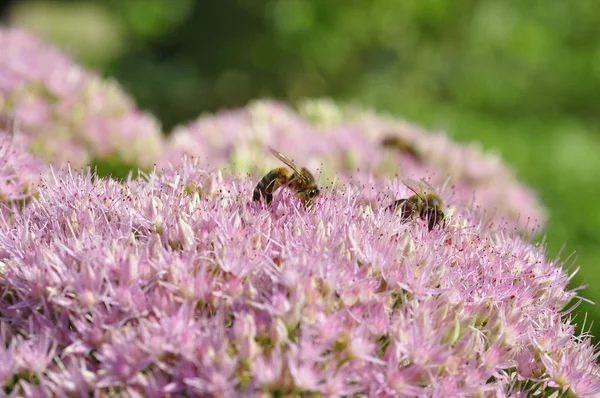 Alimentación de abejas en Hylotelephium spectabile — Foto de Stock